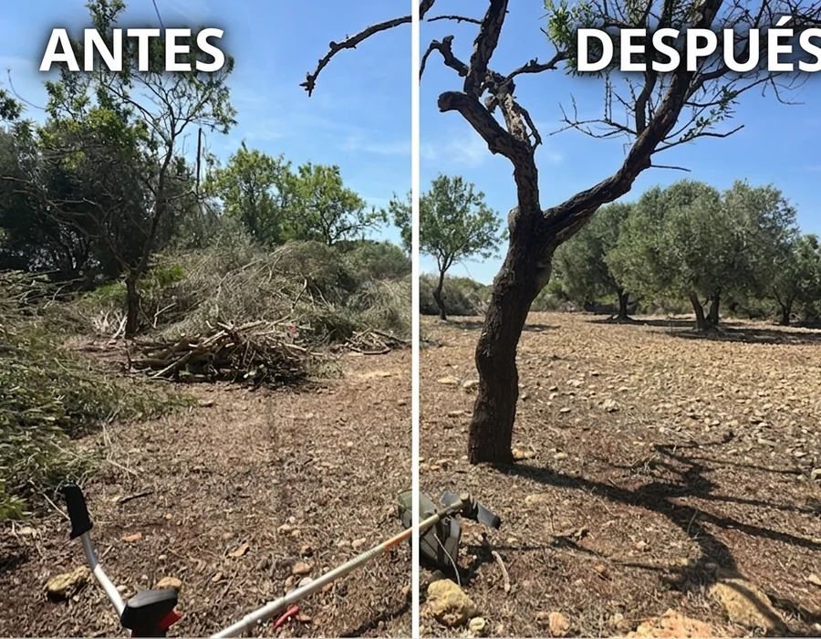 Antes y después de desbroce y limpieza de parcela en Alcanar