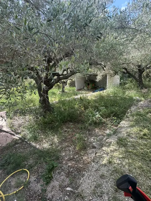 Puesta a punto de un jardín con olivos - antes