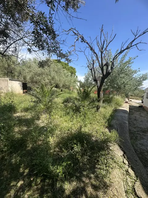 Puesta a punto de un jardín con olivos - detalle antes