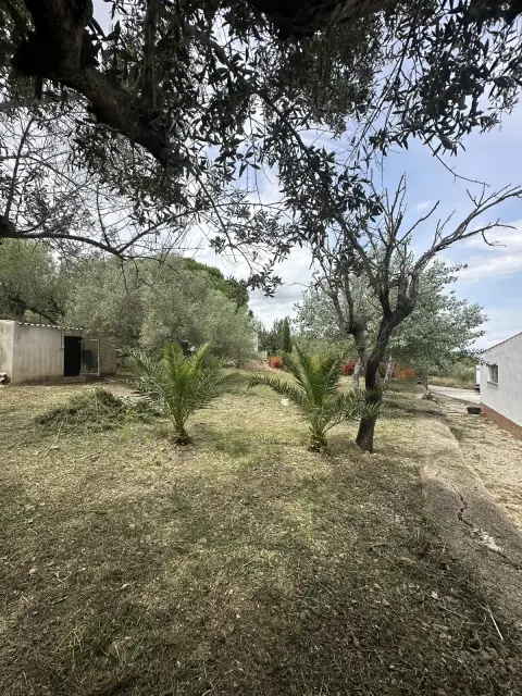 Puesta a punto de un jardín con olivos - detalle después