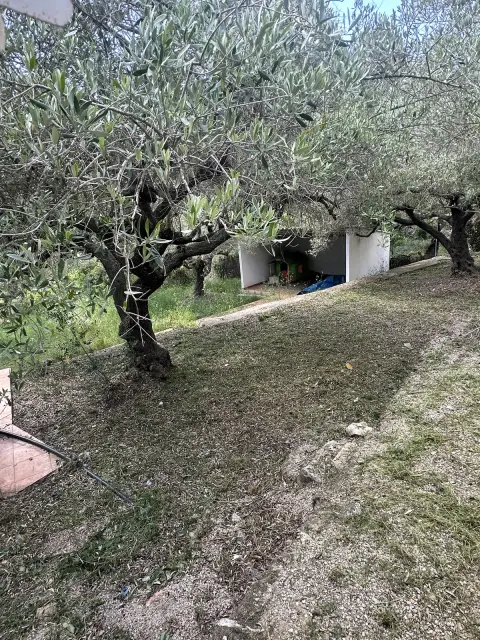 Puesta a punto de un jardín con olivos - después
