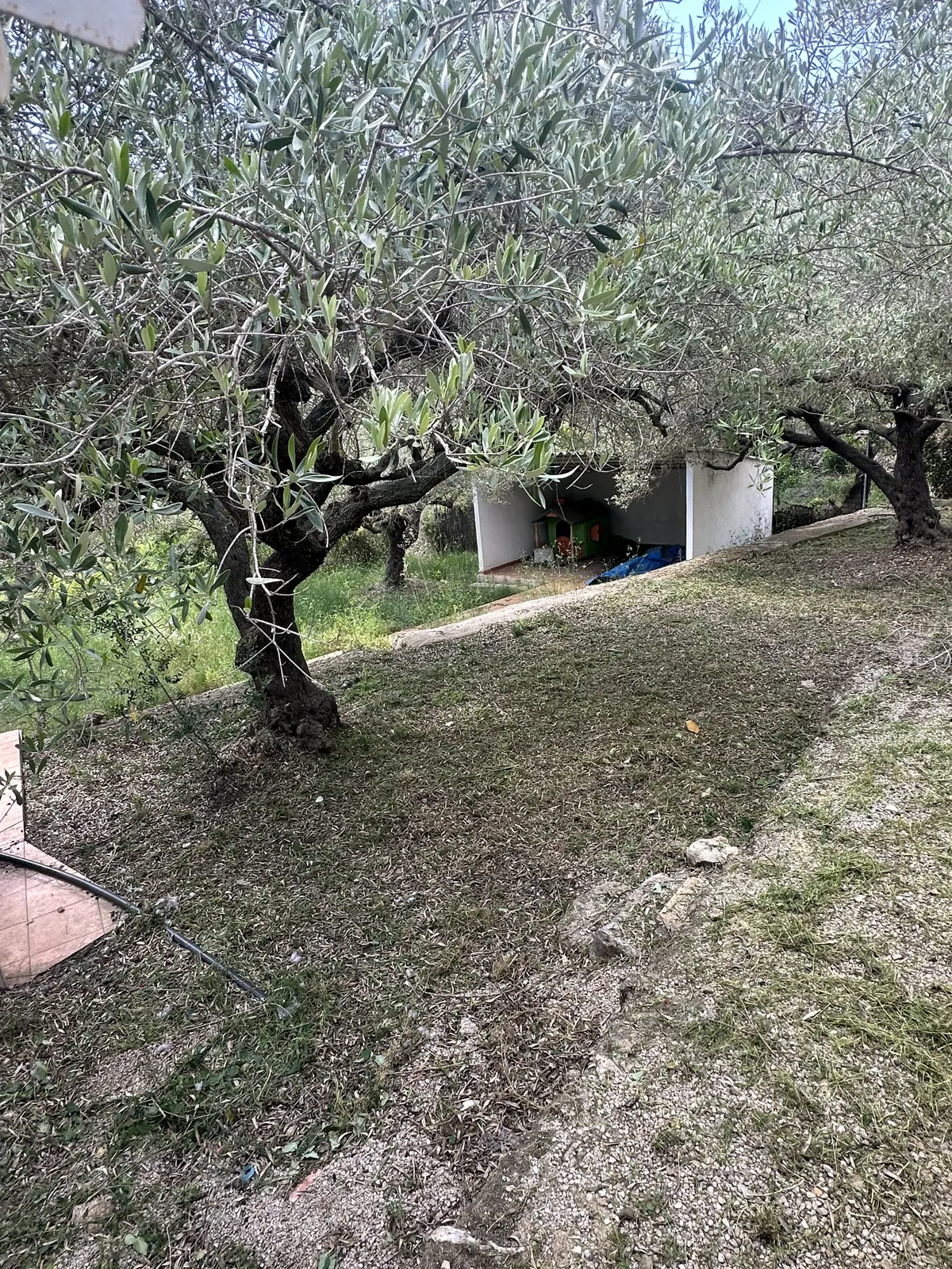 Mantenimiento de jardines después