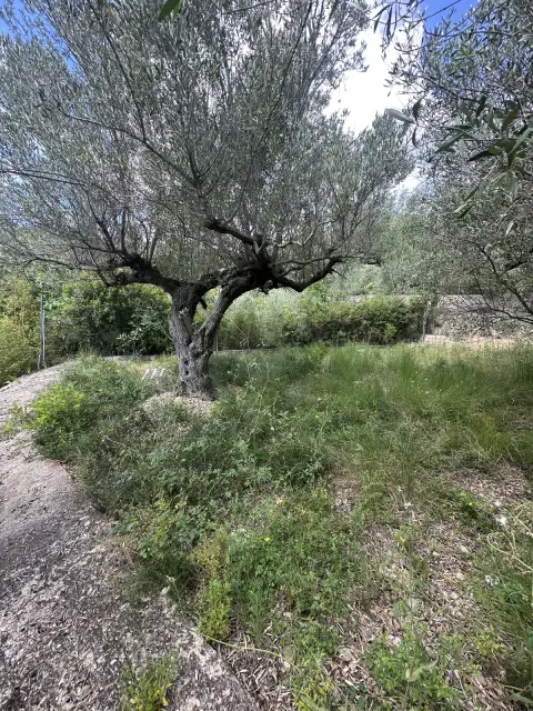 Puesta a punto de un jardín con olivos - detalle antes