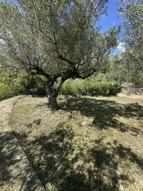 Puesta a punto de un jardín con olivos - detalle después