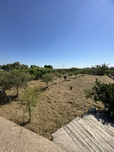 Desbroce de parcela agrícola - después