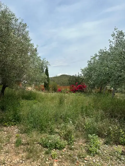 Finca recuperada en La Ràpita - antes