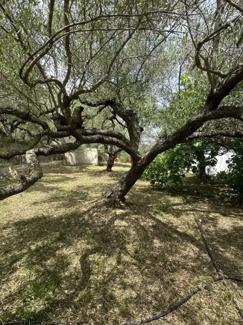 Olivo con el terreno limpio en La Ràpita - después